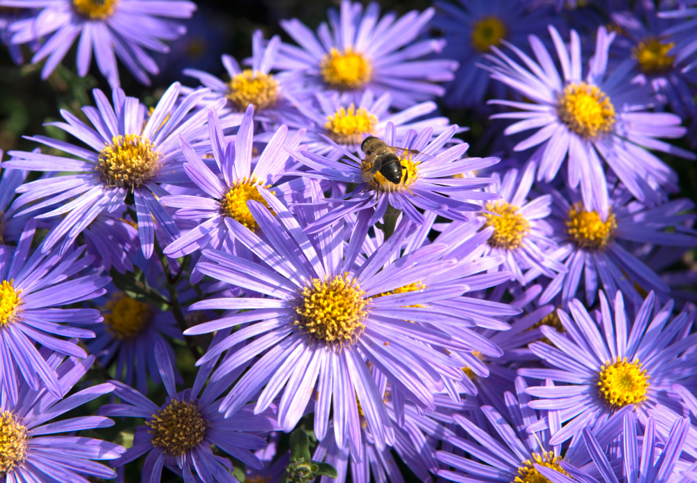 purple aster fall flower