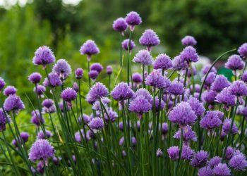 Tips for Growing Chives Herb Plants - GrowJoy