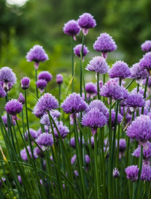 Tips for Growing Chives Herb Plants - GrowJoy