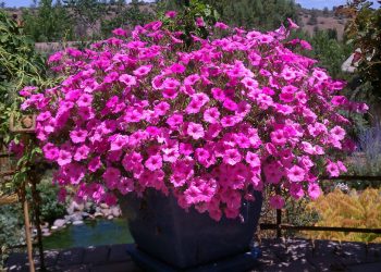 pink heat tolerant flowers in a container